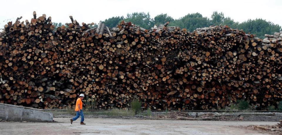 A worker walks past logs stacked at the Enviva plant in Northampton County on Sept. 3, 2019. Enviva turns the logs into cylindrical pellets that will be burned for heat and electricity in Europe.