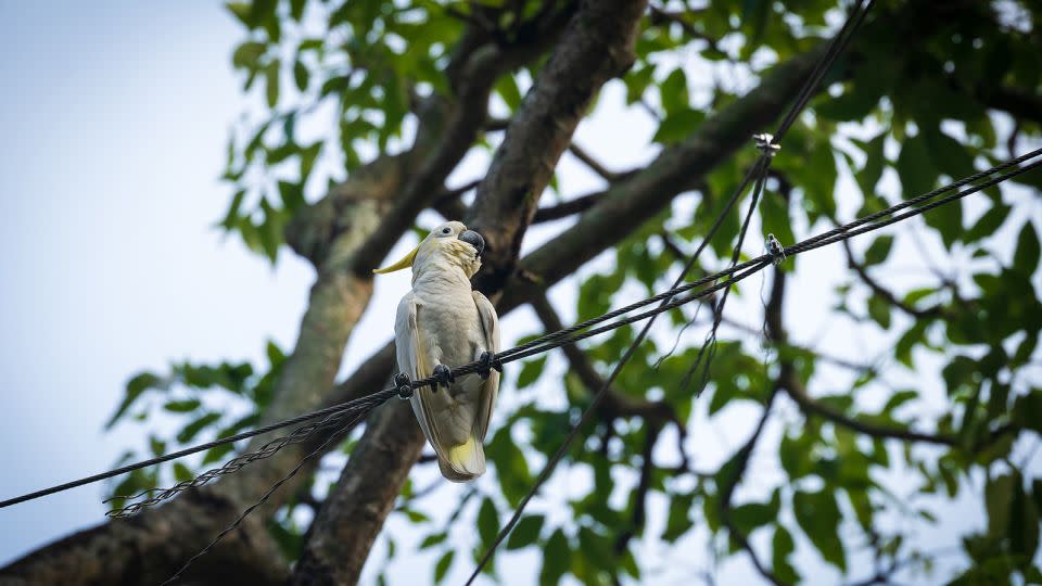 A yellow-crested cockatoo is spotted on a telegraph wire next to a tree in Hong Kong Park. - Noemi Cassanelli/CNN