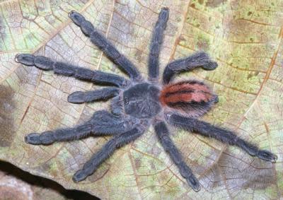 This image shows the Iridopelma katiae, a species that lives in the top of mountain tables in the state of Bahia, Brazil.