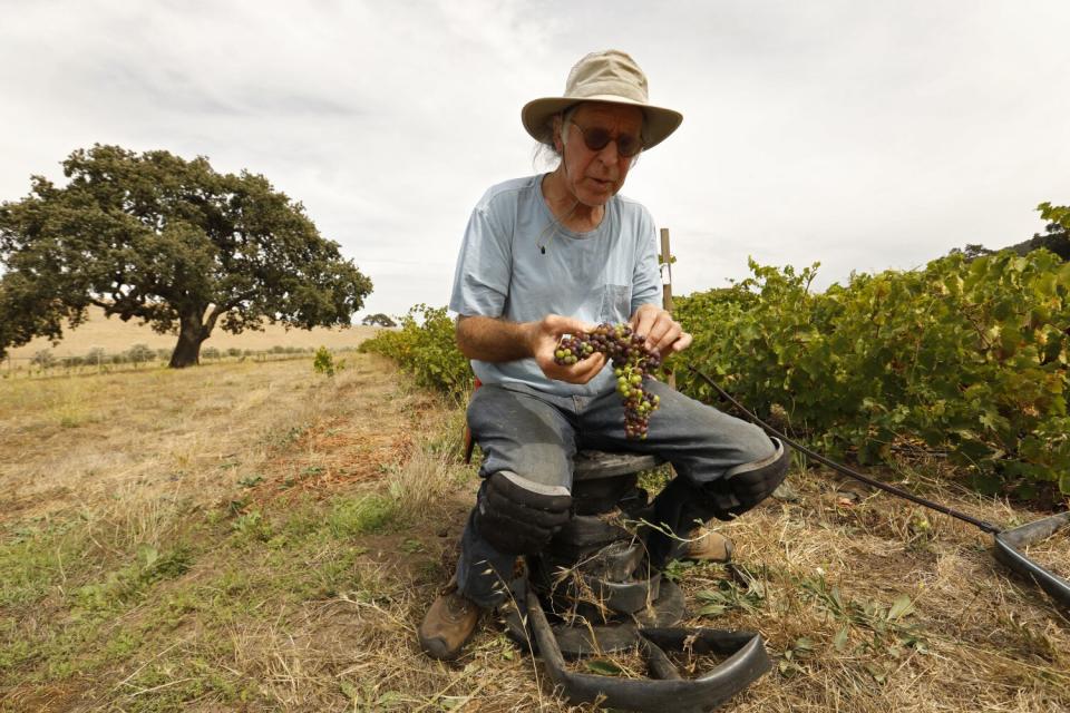 Рэндалл Грэм, основатель Bonny Doon Vineyard. (Кэролин Коул/Лос-Анджелес Таймс)