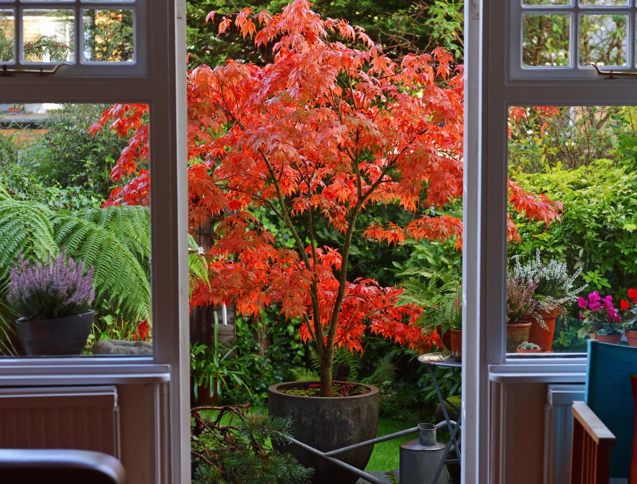  A view outside a window into a yard with a Japanese maple. 