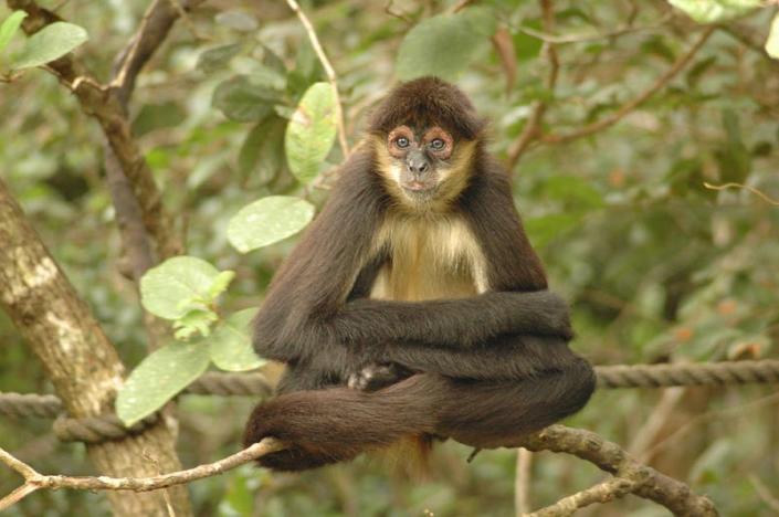 A Geoffroy's spider monkey on a branch.