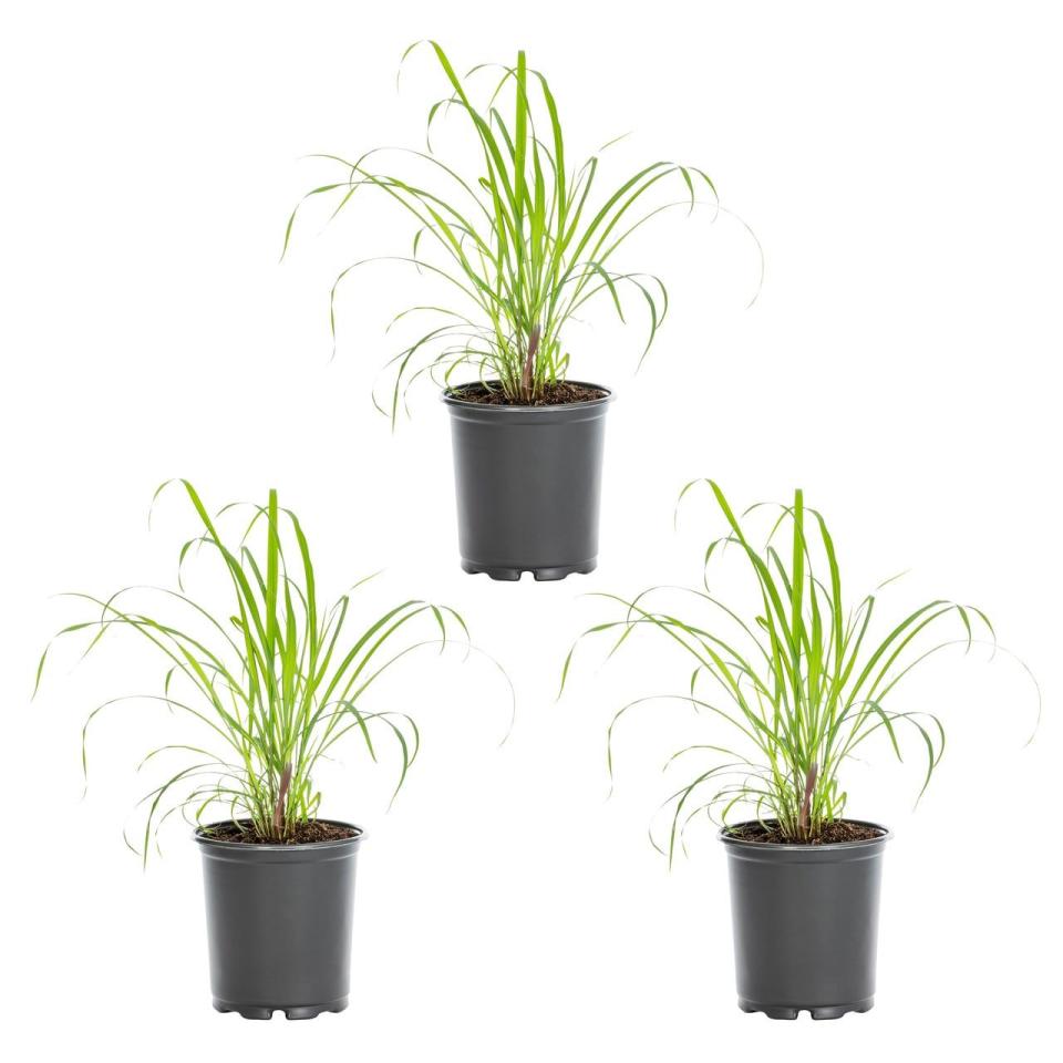 5) Lowe's Lemon Grass (3-Pack)