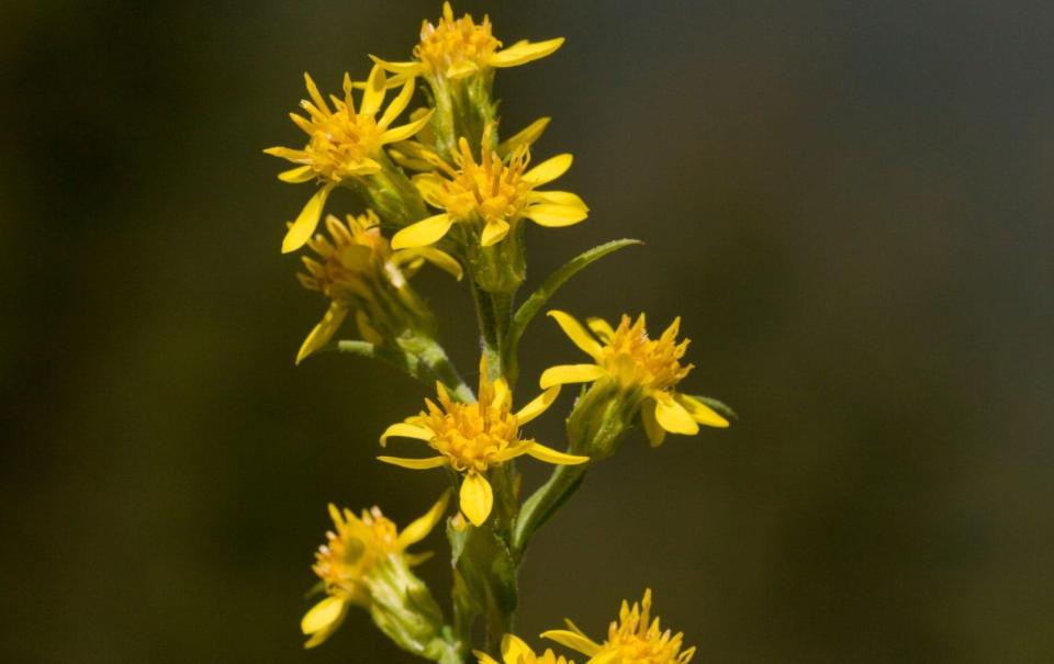 Solidago virgaurea creates a cloud of smaller flowers to show daisies off against - Alamy