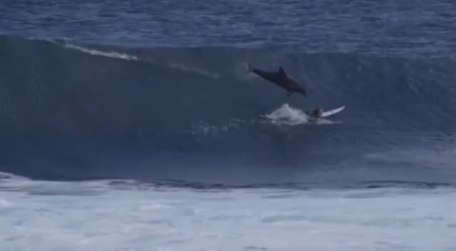 Dolphin leaps from water and dives on surfer in Australia