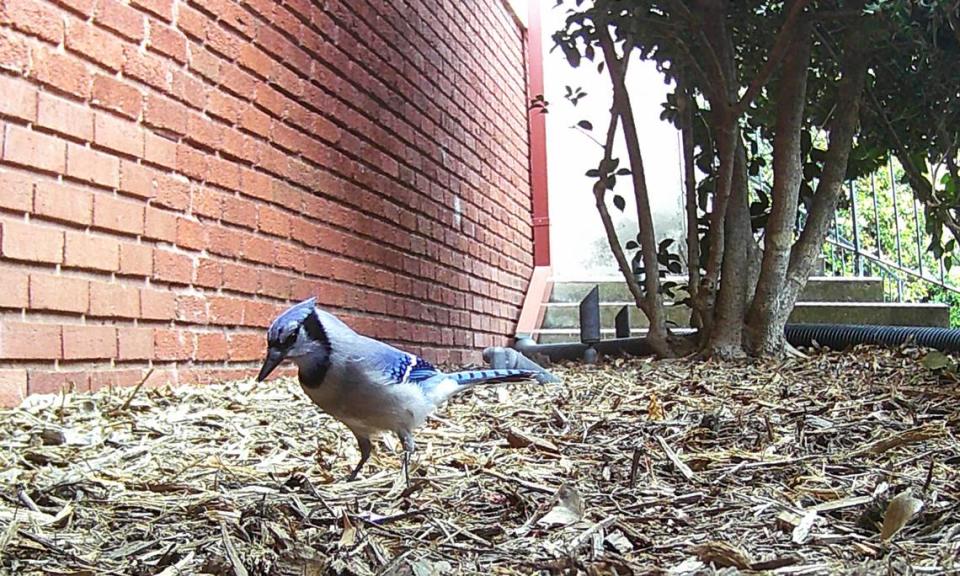 Biologist Finian Curran captured a photo of a bluejay as part of an urban wildlife photography experiment at Queens University.