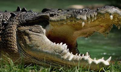 Crocodile Bites Fingers Off Cancun Golfer