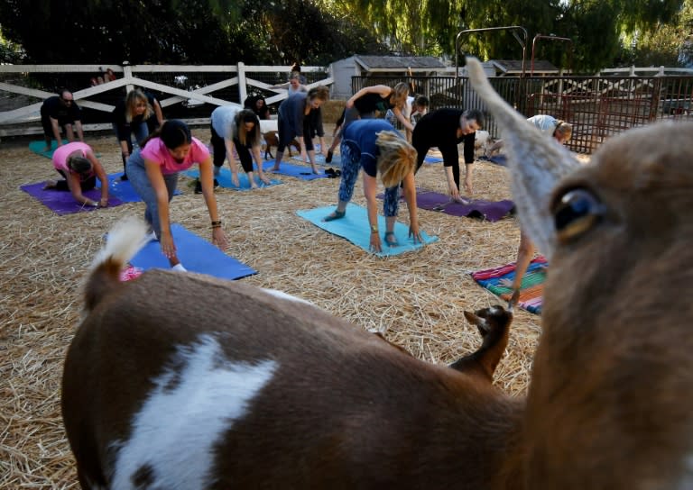 The workouts involve Nigerian Dwarf goats -- miniature goats of West African origin