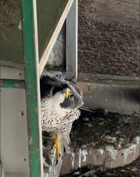 A mother peregrine falcon watches a Michigan Department of Natural Resources team put leg bands on chicks hatched at the Sault Ste. Marie International Bridge.