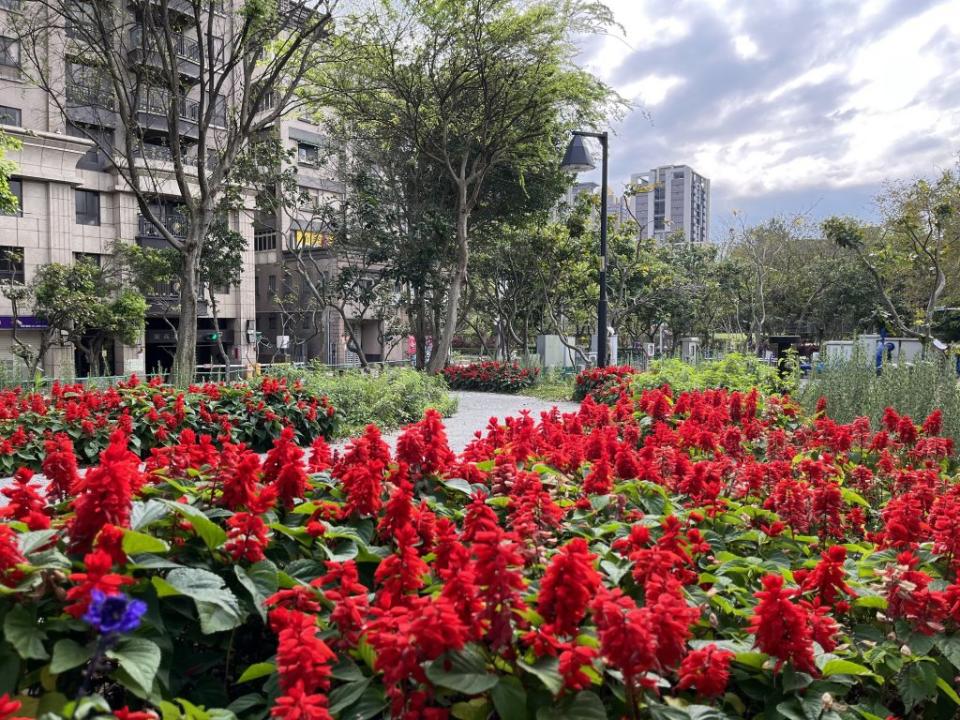 火熱鮮紅、葉色翠綠的一串紅，展現北大特區初夏之美。（新北市水利局提供）