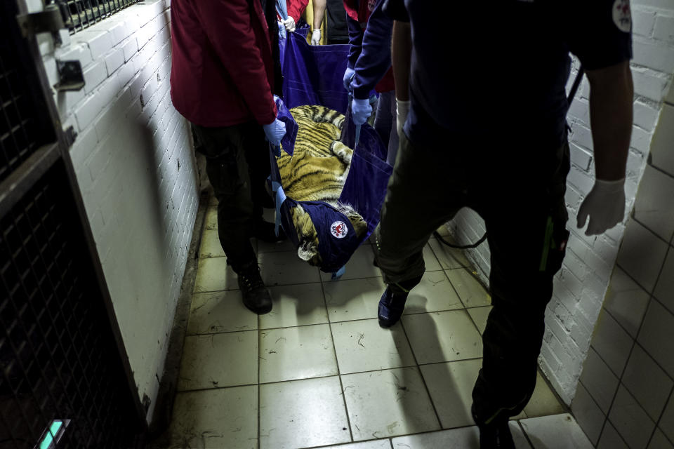 Sayeeda is carried by Four Paws staff to the veterinary room for a medical check on March 28, 2018, in the FELIDA Big Cat Centre in Nijeberkoop, Netherlands. She was born in 2016 in Aleppo, Syria. (Photo: Omar Havana/Four Paws)