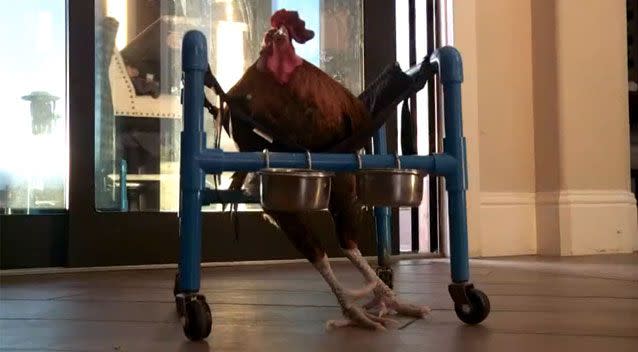 Roo is now on the steady road to recovery thanks to the four-wheeled frame. Source: ABC10