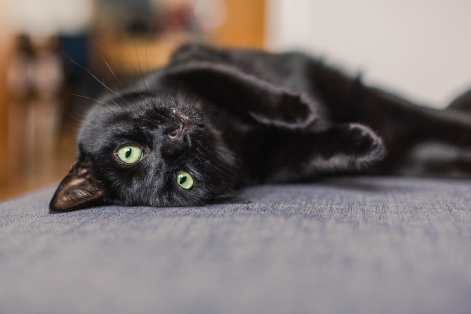 Lässt sich eine schwarze Katze unbemerkt gegen eine andere austauschen? In diesem Fall offenbar schon (Symbolbild: Getty Images)