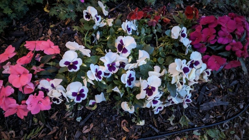 The Pixel Tablet can take advantage of Google’s many AI-powered camera tricks, including Night Sight, which did an admirable job at capturing flowers after the sun had set.