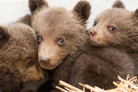 A picture shows three bear cubs who were found by the Bulgarian authorities in the wild and rescued at the Dancing Bears Park near Belitsa, Bulgaria, April 22, 2018. The cubs, who are about 3 months old, will be relocated in the next days to a bear orphan station in Greece. Picture taken April 22, 2018. Hristo Vladev/FOUR PAWS handout via REUTERS