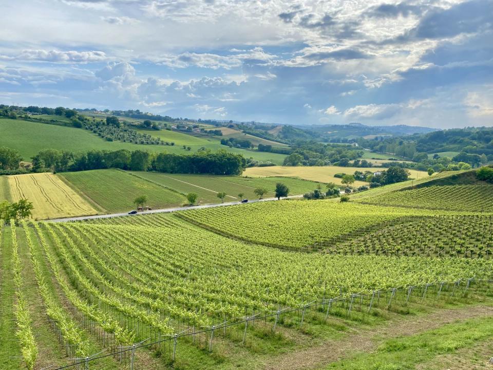 abruzzo wineries