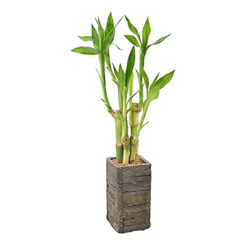 Arcadia Garden Products LV25 5-Stem Lucky Bamboo, Live Indoor Plant in Aged Wood Planter for Home, Work, or Gift, Dark ***Cannot Ship to Hawaii**