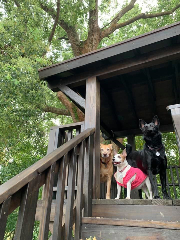 華邇街幼兒園3犬合影（白-珍珠、黑-小美、黃-丁丁）。    圖：新北市動保處提供