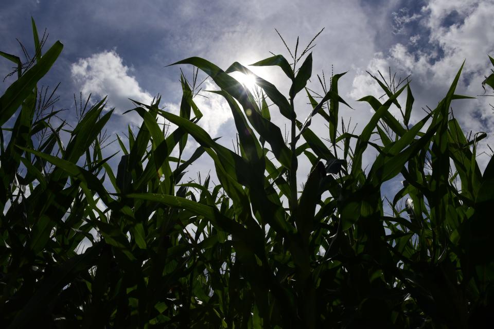 A field of corn in North Central Ohio stands tall under the sun in early September of 2020.