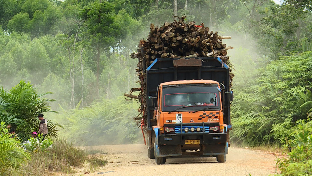 A truck loaded with wood in North Kalimantan. (NBC News)