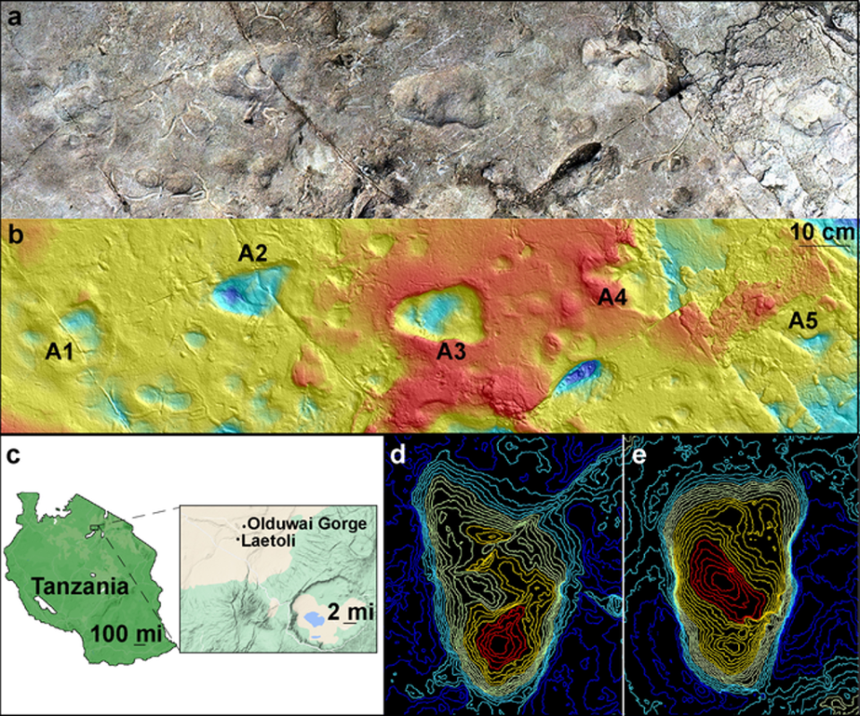 Model of Laetoli Site A showing five hominin footprints (a); and corresponding contour map of the site at Laetoli, Tanzania, generated from a 3D surface scan (b); map showing Laetoli, which is located within the Ngorongoro Conservation Area in northern Tanzania, south of Olduvai Gorge (c); topographical maps of A2 footprint (d) and A3 footprint (e). (Images (a) and (b) by Austin C. Hill and Catherine Miller. Image (c): Illustration using GoogleMaps by Ellison McNutt. Images (d) and (e) by Stephen Gaughan and James Adams)