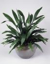 <p>Cast iron plant has earned its name because it stands up to a lot of abuse. The long, dark green leaves look good in any room of the house. It handles low light levels and typically will survive if you occasionally forget to water. </p><p><a class="link " href="https://go.redirectingat.com?id=74968X1596630&url=https%3A%2F%2Fwww.homedepot.com%2Fp%2FBrighter-Blooms-3-Gal-Cast-Iron-Plant-Aspidistra-Elatior-Plant-in-Black-Pot-CAS-PLA3%2F316153741&sref=https%3A%2F%2Fwww.thepioneerwoman.com%2Fhome-lifestyle%2Fgardening%2Fg40365346%2Fbest-low-light-indoor-plants%2F" rel="nofollow noopener" target="_blank" data-ylk="slk:Shop Now;elm:context_link;itc:0;sec:content-canvas">Shop Now</a></p>