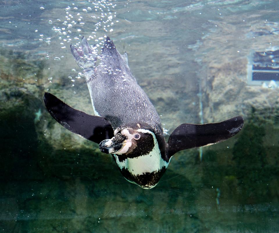 A Humboldt penguin dives into the water as they announce the coming of spring at the Milwaukee County Zoo's annual Groundhog Day ceremony Friday.