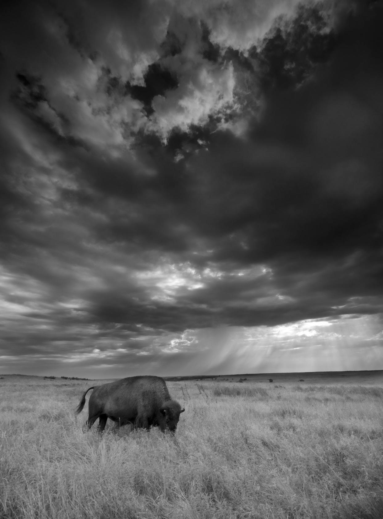 This dramatic black and white image of a bison was photographed by Mike Fuhr, state director of The Nature Conservancy – Oklahoma Chapter. The bison was grazing on the Conservancy's Tallgrass Prairie Preserve in Osage County.