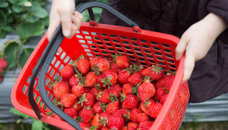 The ad for a Bundaberg strawberry farm asks for Koreans, Japanese and Taiwanese people only. File pic. Source: Getty Images