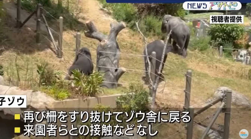 日本福岡市動植物園1隻3歲大的亞洲象幼象8月曾穿越柵欄，闖到遊客參觀區附近。（圖／翻攝自福岡・佐賀 KBC NEWS）