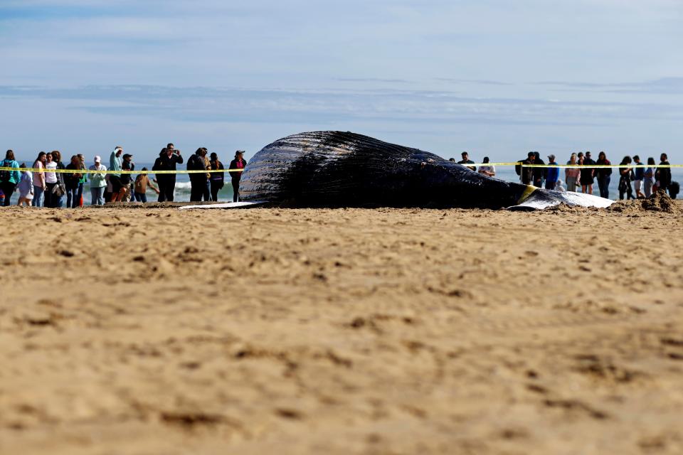 People gather around the body of a dead juvenile humpback whale. The whale was pulled ashore from the surf near 25th Street at the Virginia Beach Oceanfront in Virginia Beach, VA.