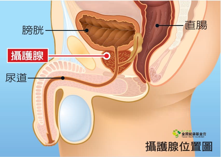 攝護腺位置