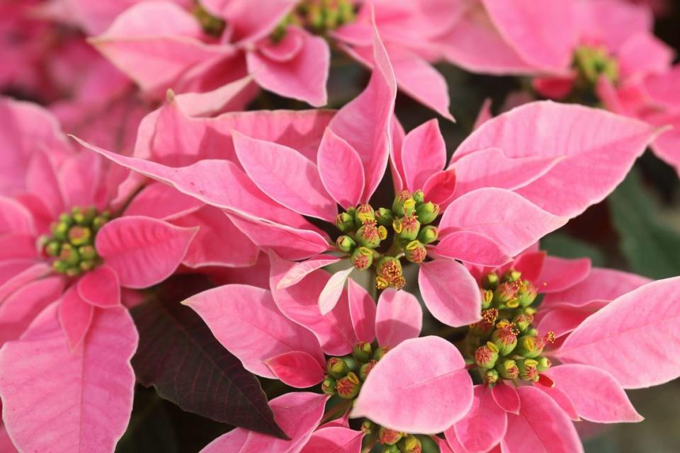 The Jaeador Dark Pink is one of several varieties of poinsettia for sale at the Cal Poly Plant Shop through mid-December 2021.