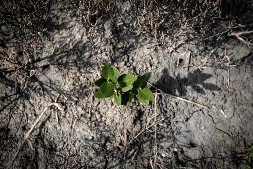 A young black mangrove grows near dead pickleweed along Oso Bay on April 18, 2024, in Corpus Christi, Texas.