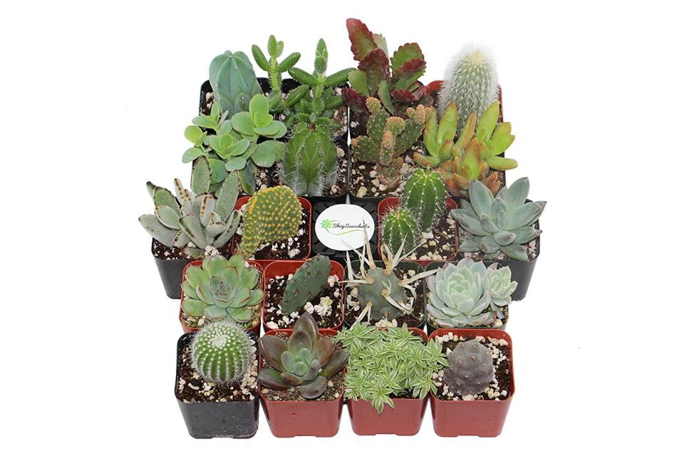 5) Cactus and Succulent Collection