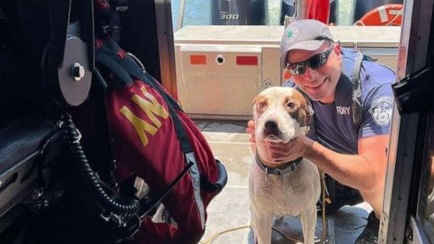 PHOTO: A dog is lucky to be alive after being rescued by a Good Samaritan and officials from the New York Fire Department when he was reportedly thrown off of a bridge and into the Harlem River in New York City on Tuesday, July 19, 2022. (FDNY / Instagram)