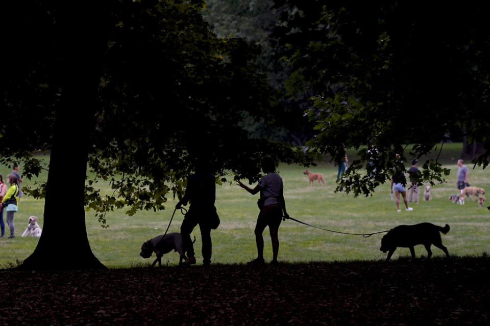 Dog owners and their dogs mingle in the early morning in Prospect Park, Thursday, Aug. 24, 2023, in New York. (AP Photo/Bebeto Matthews)