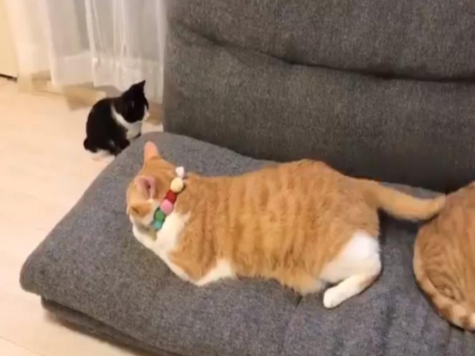 <p>小小賓士貓準備飛撲橘貓的尾巴（圖／twitter@uni_mugi_hachi）</p>
