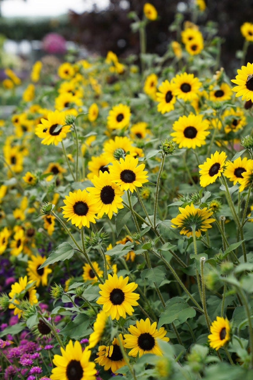 Suncredible Yellow is a relatively new sunflower that has won a lot of awards.