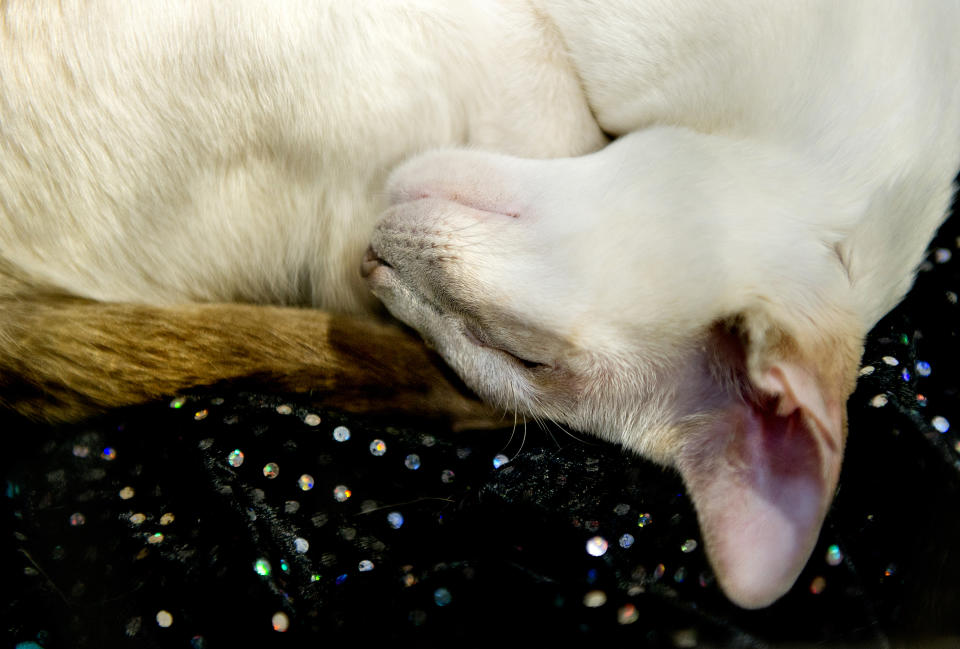 <p>Pashtan Vavavoom, a Tortie Point Siamese Cat participates in the GCCF Supreme Cat Show at National Exhibition Centre on October 28, 2017 in Birmingham, England. (Photo: Shirlaine Forrest/WireImage) </p>