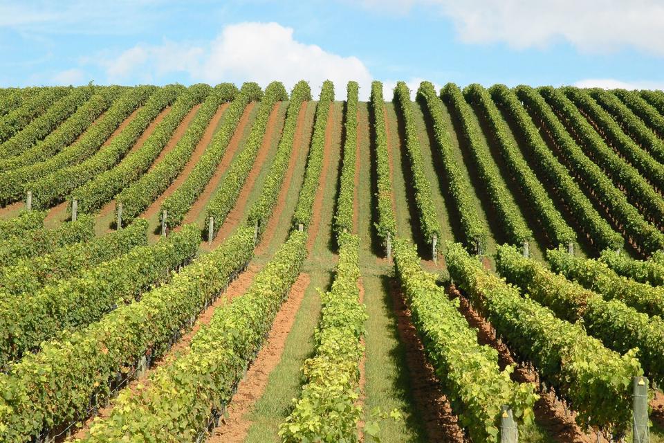 Beautiful vineyard in Matakana, New Zealand