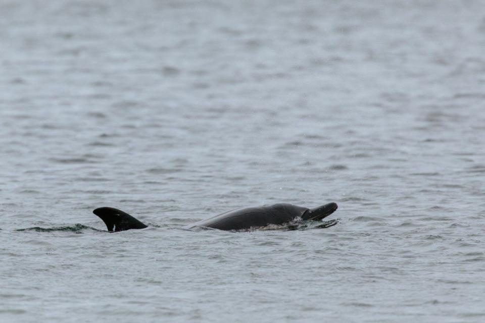 First-of-its-kind dolphin rehabilitation center on Cape Cod treats, releases first patient