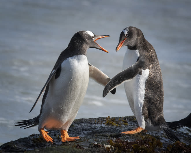 Two penguins appearing to "shake hands" standing on a rock by the water