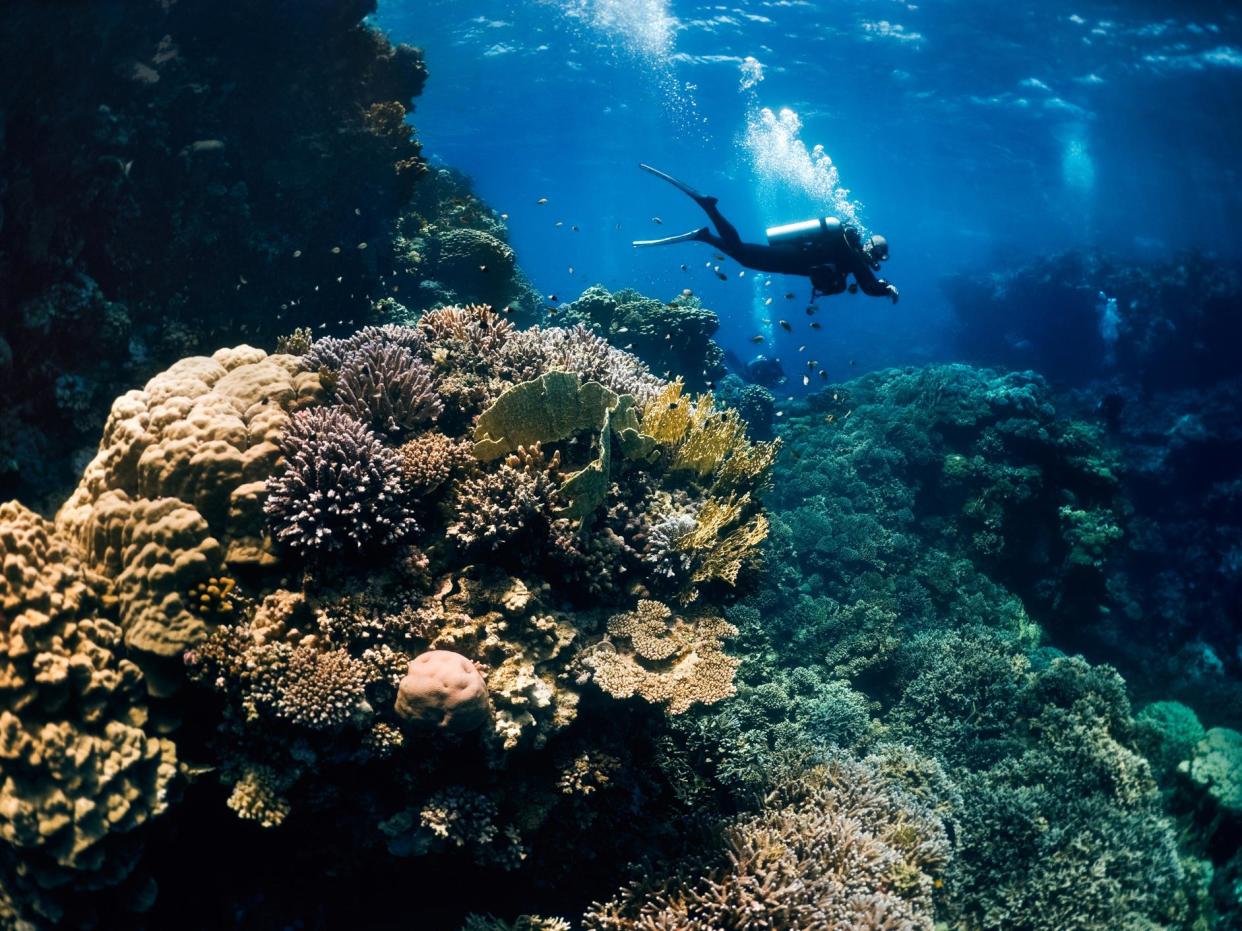 Dozens of coral sites in the Pacific and Caribbean show signs of resisting the harmful effects of climate change and human activity: Getty