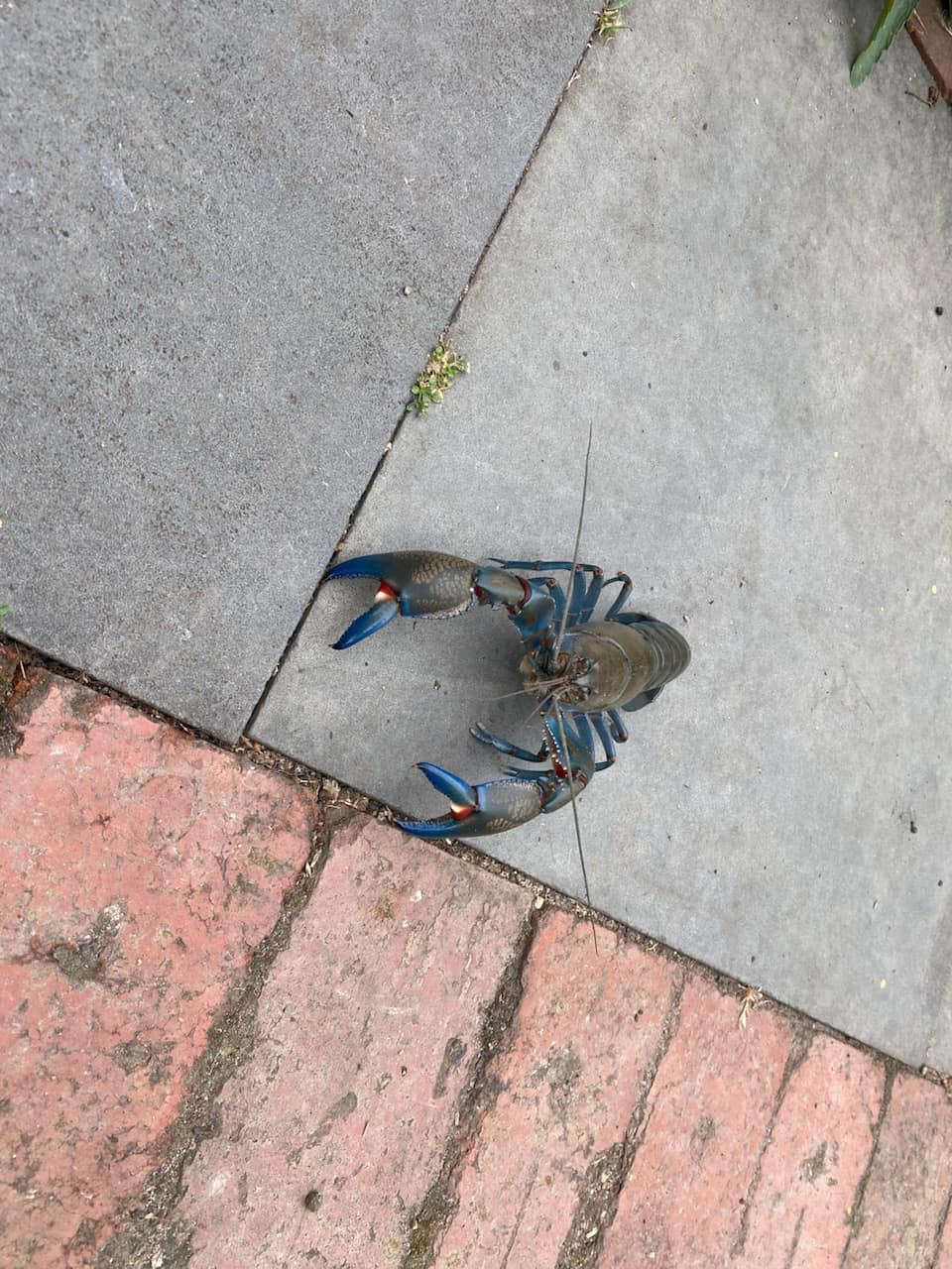 A large, pristine yabby spotted on concrete pavers in a Melbourne front yard.