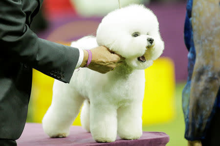 Flynn, a bichon frise is judged on the ring before winning the Best in Show at the 142nd Westminster Kennel Club Dog Show in New York, U.S., February 13, 2018. REUTERS/Eduardo Munoz