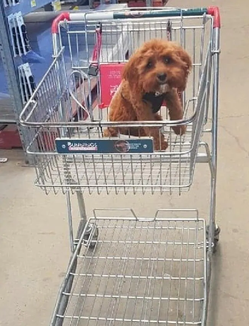 dog in bunnings trolley