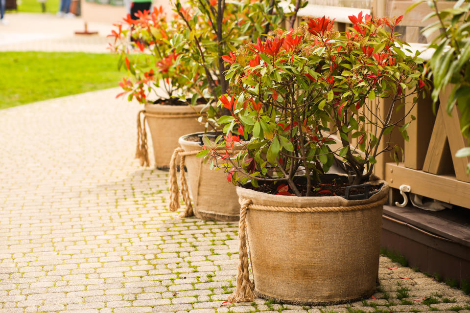 Landscaping garden or park, flower pots wrapped in burlap cloth, rustic vintage style. High quality photo