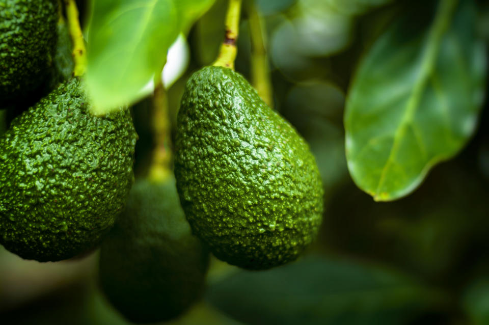 Flowering avocados on a tree