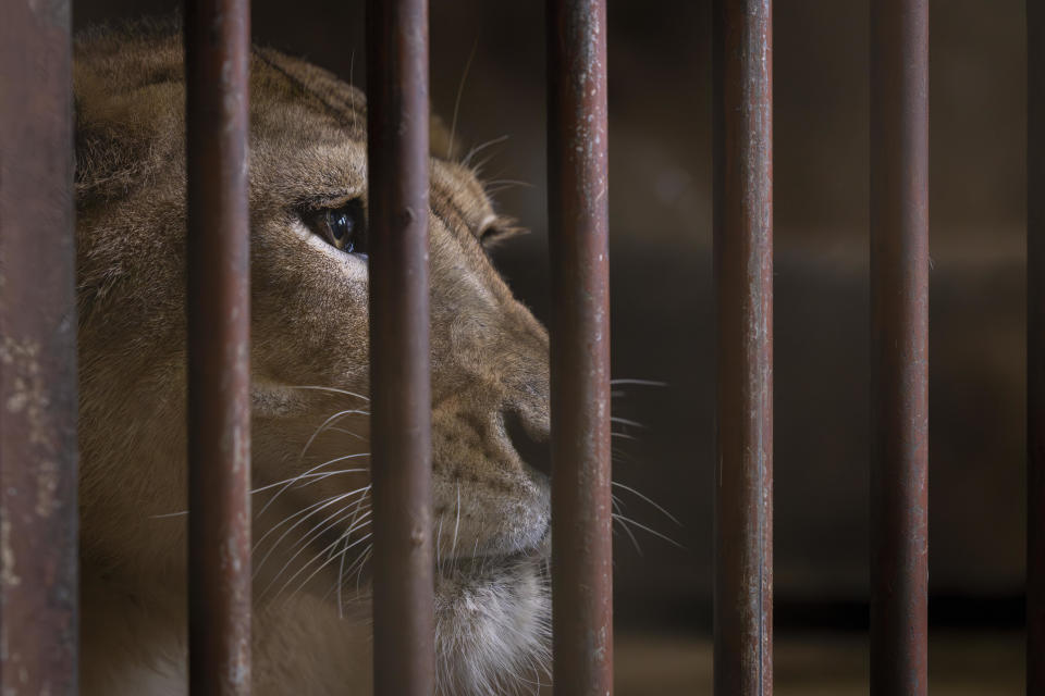 A lion, housed in Puerto Rico's only zoo, looks out from a cage before its transfer, in Mayaguez, Puerto Rico, Friday, April 28, 2023. Puerto Rico is closing the U.S. territory's only zoo following years of suspected neglect, a lack of resources and deaths of animals that were highlighted by activists. Most of the animals are being transferred to The Wild Animal Sanctuary in Colorado. (AP Photo/Alejandro Granadillo)